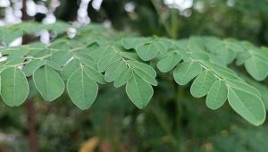 Korea Punya Ginseng, Indonesia Punya Kelor