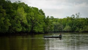Unik, Empat Lapis Hutan Mangrove di Pesisir Bangka
