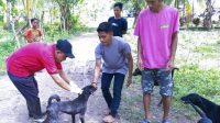 Populasi Anjing di Boalemo Berkurang Signifikan