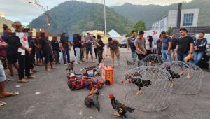 Grebek Judi Sabung Ayam, Polresta Gorontalo Kota Amankan 41 Orang