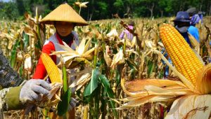 Kasihan, Banyak Petani Boalemo Masuk Daftar Hitam BI Checking