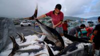 Ikan Sulawesi Utara Melanglang Buana