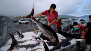 Ikan Sulawesi Utara Melanglang Buana
