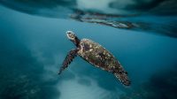 Ini Jenis Penyu di Indonesia Yang Harus Dilindungi