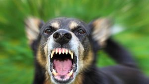 Ngeri, Ada Lagi Korban Gigitan Anjing di Boalemo