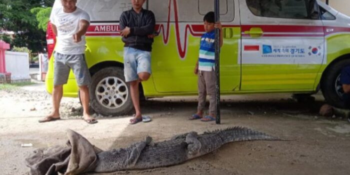 Buaya Sepanjang 2 Meter Masuk Perangkap Nelayan di Boalemo