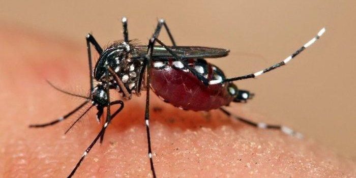Pemerintah Targetkan Indonesia Bebas Malaria pada 2030