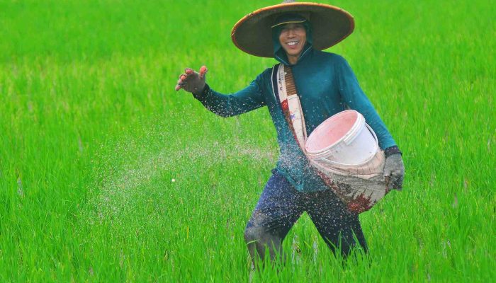 Petani Tersenyum, Impor Beras Dihentikan