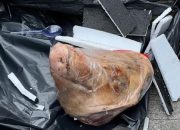 Kantor Tempo Diteror Kepala Babi, Berikut Faktanya